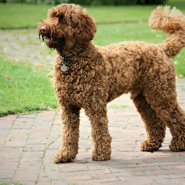 A chocolate Labradoodle with a curly coat stands on a garden path.
