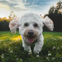A fluffy white dog with a neat coat runs happily towards the camera across a sunny lawn dotted with clover.