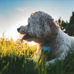 A curly white dog lies in long grass on a sunny day with blue sky and trees behind.
