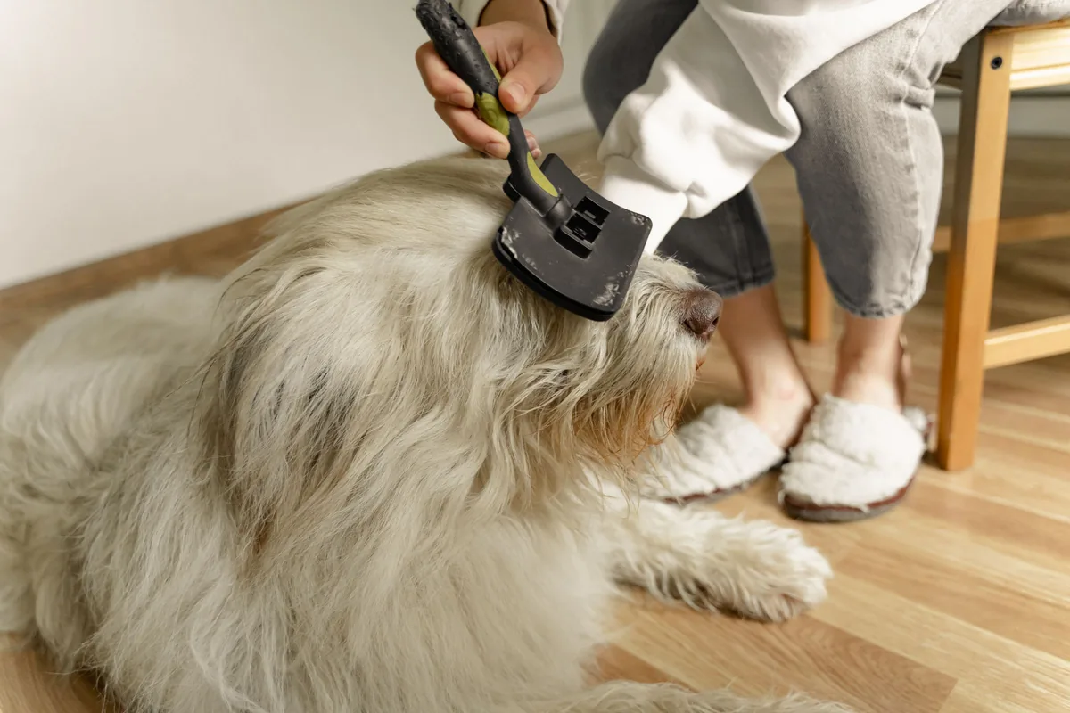 A person brushes a large fluffy cream dog with a grooming tool that lifts loose undercoat as it lies on a wooden floor.