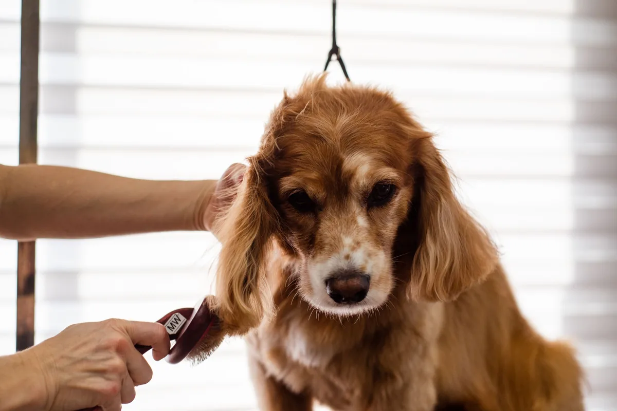 A groomer brushes the long ear feathering of a red and white Cocker Spaniel on a grooming table.