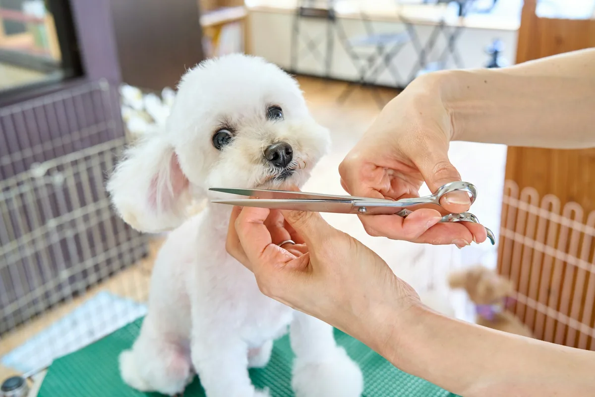 A groomer's hands trim the face of a small white curly coated dog with scissors on a grooming table.