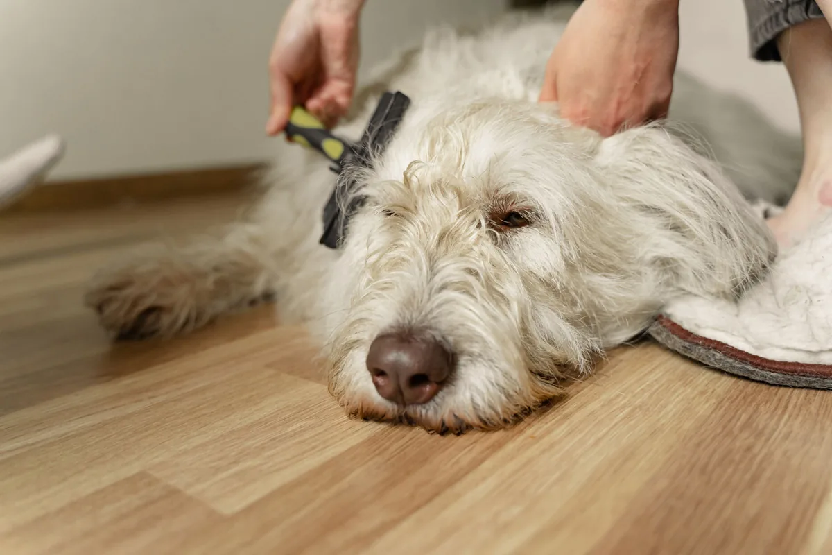 A fluffy white dog lies relaxed on a wooden floor at home while a person brushes its coat.