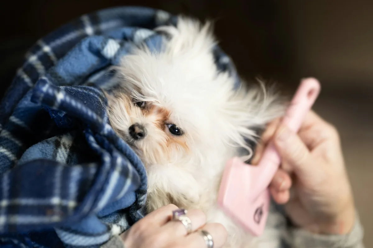 A small fluffy white puppy wrapped in a tartan blanket is gently brushed with a pink brush.